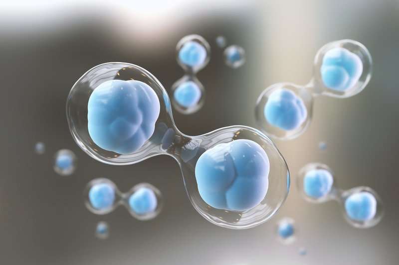 Artistic Rendering of Cells Dividing