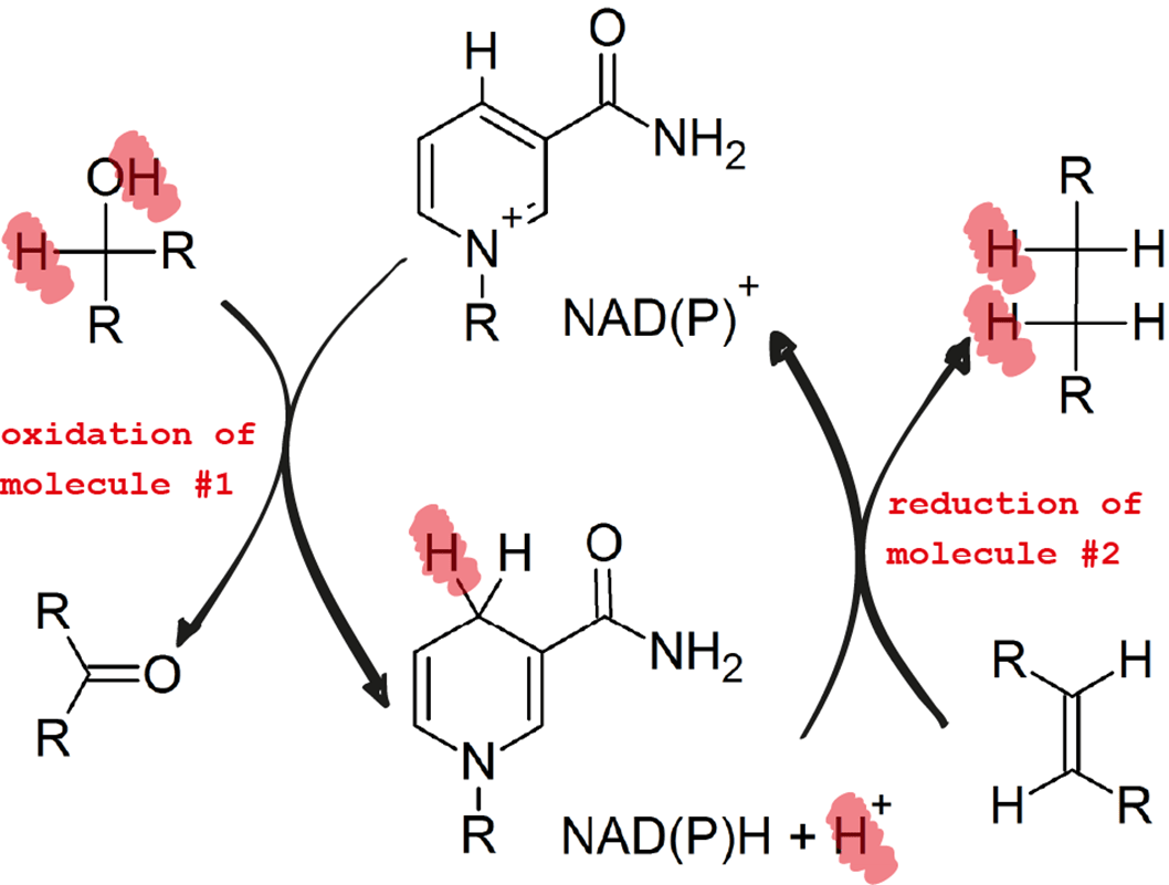 A diagram of NAD+