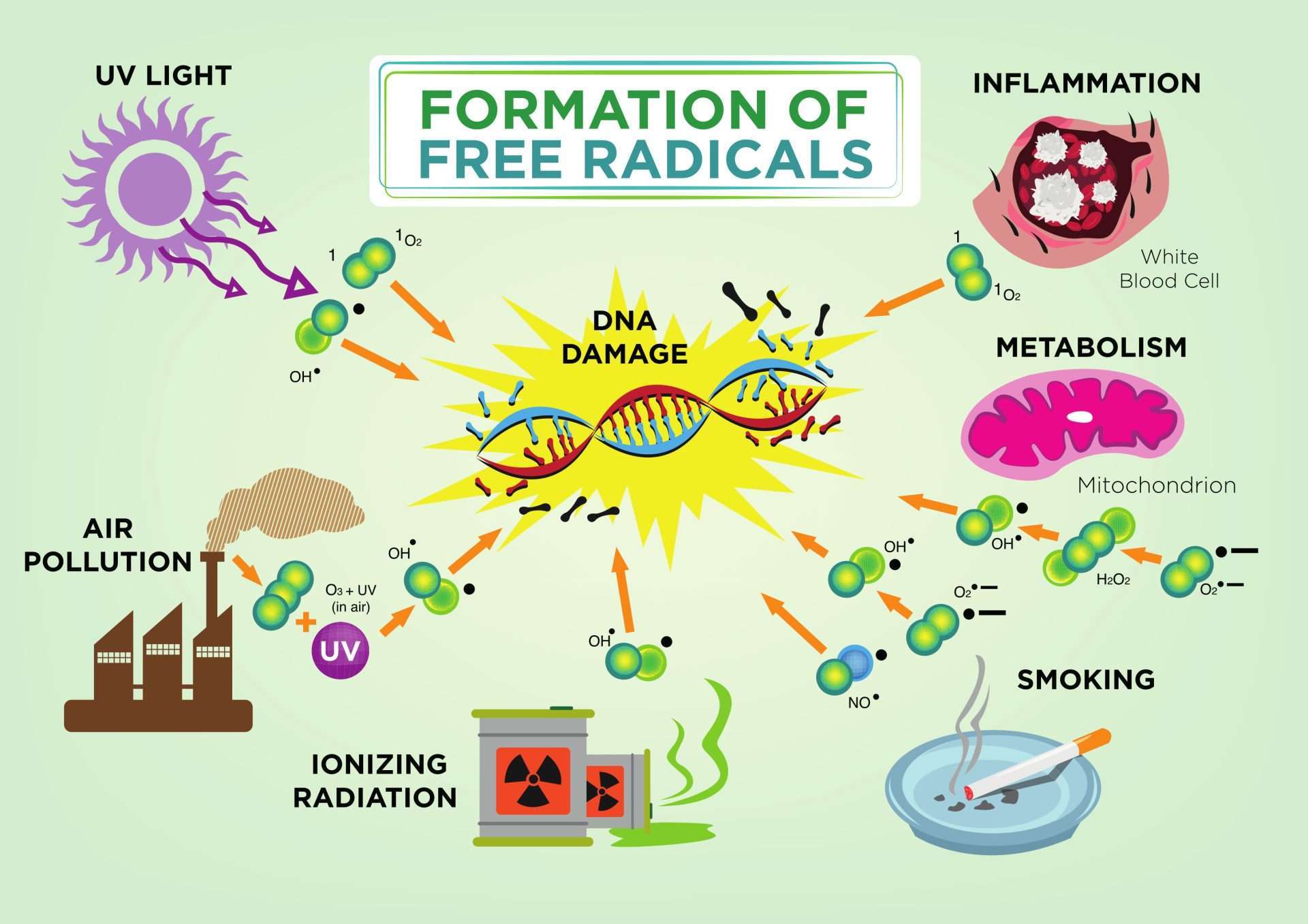 A diagram answering the question: What is oxidative stress? 